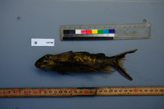 Synodontis pleurops