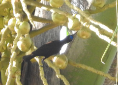 Chalcomitra rubescens