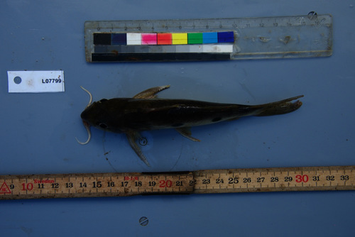 Congo squeaker (Synodontis congicus) — Mochokidae — 5