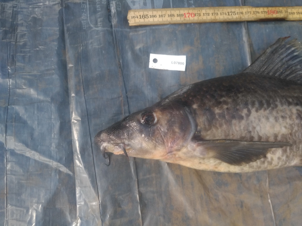 Congo-labeo (Labeo barbatus) — Cyprinidae