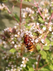 Volucella zonaria