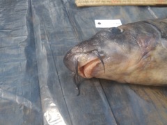 Labeo barbatus