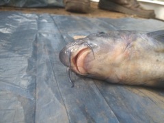 Labeo barbatus