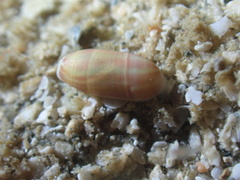 Mnestia girardi