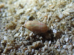 Mnestia girardi