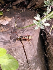 Polistes dominula