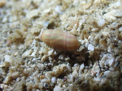 Mnestia girardi