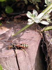 Polistes dominula