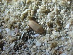 Mnestia girardi