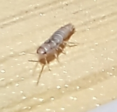 Lepisma