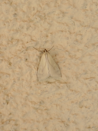 Vijačka zelenkavá (Sitochroa palealis)