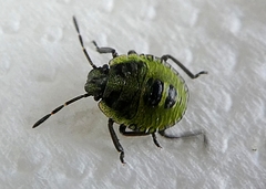 Palomena prasina