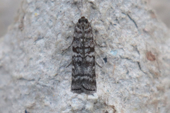 Dioryctria mendacella