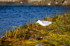 Larus argentatus smithsonianus