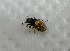 Arocatus melanocephalus