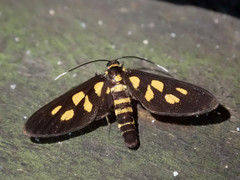 Amata pfeifferae