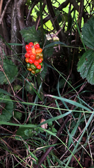 Arum maculatum