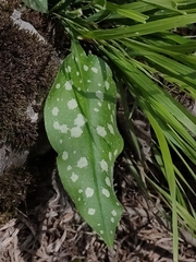 Pulmonaria saccharata