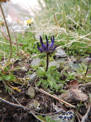 Phyteuma globulariifolium