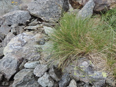 Oreochloa disticha