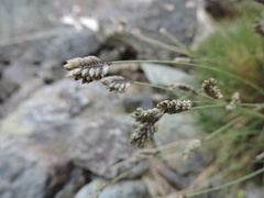 Oreochloa disticha