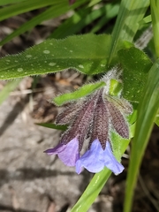 Pulmonaria saccharata