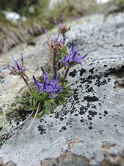 Phyteuma globulariifolium