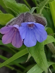 Pulmonaria saccharata