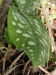 Pulmonaria saccharata