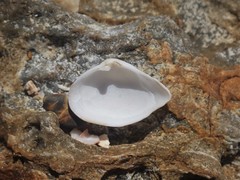 Corbula smithiana