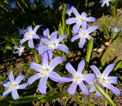Scilla luciliae