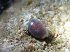 Atys semistriatus