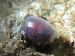 Atys semistriatus
