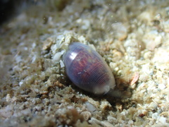 Atys semistriatus