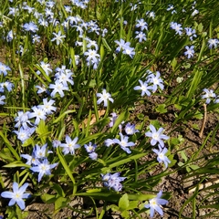 Scilla luciliae