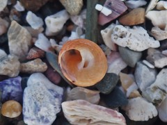 Cantharidella picturata