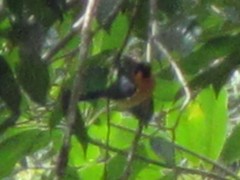 Symposiachrus trivirgatus melanorrhous