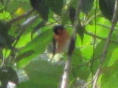 Symposiachrus trivirgatus melanorrhous