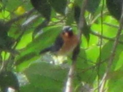 Symposiachrus trivirgatus melanorrhous