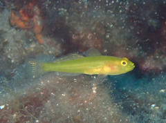 Gobius auratus