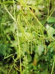 Catolobus pendulus