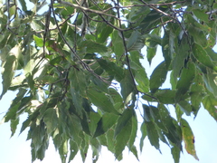 Quercus sartorii