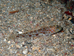 Thorogobius macrolepis