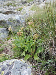 Primula latifolia