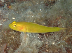 Gobius auratus