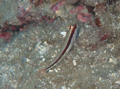 Gobius vittatus