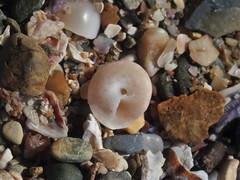 Notogibbula bicarinata