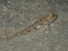 Thorogobius macrolepis