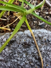 Crematogaster auberti