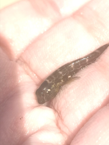 Caneva's Blenny, 72017 Ostuni BR, Italia, photo 9 of 10